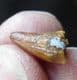 SPINOSAURUS TOOTH - CRETACEOUS, MOROCCO.