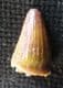 SPINOSAURUS TOOTH - CRETACEOUS, MOROCCO.