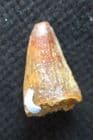 SPINOSAURUS TOOTH - CRETACEOUS, MOROCCO.