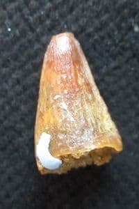 SPINOSAURUS TOOTH - CRETACEOUS, MOROCCO.