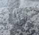 SPINY LOWER CAMBRIAN TRILOBITE FROM CHINA.