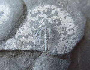SPINY LOWER CAMBRIAN TRILOBITE FROM CHINA.