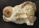 SPIROCERAS OBLIQUICOSTATUM WITH LISSOCERAS - JURASSIC, DORSET.
