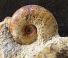 SPIROCERAS OBLIQUICOSTATUM WITH LISSOCERAS - JURASSIC, DORSET.
