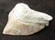 SQUALICORAX PRISTODONTUS - CRETACEOUS, MOROCCO.