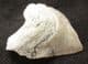 SQUALICORAX PRISTODONTUS - CRETACEOUS, MOROCCO.