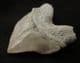 SQUALICORAX PRISTODONTUS - CRETACEOUS, MOROCCO.