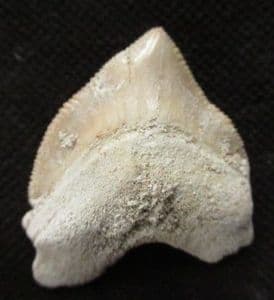 SQUALICORAX PRISTODONTUS - CRETACEOUS, MOROCCO.