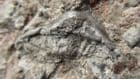 STENACANTHID SHARK TOOTH - CARBONIFEROUS, DERBYSHIRE.