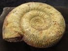 STEPHANOCERAS FROM A 'LOST' DORSET LOCALITY.