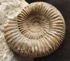 STEPHANOCERAS HOFFMANI - JURASSIC, DORSET.