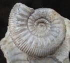 STEPHANOCERAS HUMPHRIESIANUM - JURASSIC, DORSET.