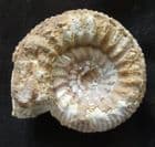 STEPHANOCERAS - JURASSIC, NORMANDY, FRANCE.
