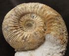 STEPHANOCERAS (LUKUTICERAS) ROSSBRUNNENSE - JURASSIC, DORSET.