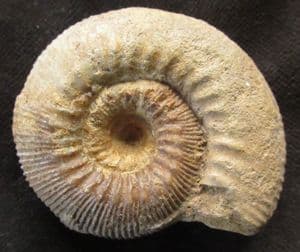 STEPHANOCERAS MUTABILE - JURASSIC, FRANCE.