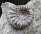STEPHANOCERAS (NORMANNITES) ORBIGNYI - JURASSIC, DORSET.