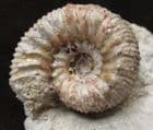 STEPHANOCERAS (NORMANNITES) RUGOSUS - JURASSIC, DORSET.