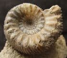 STEPHANOCERAS PERCHED ON MATRIX - JURASSIC, DORSET.