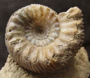 STEPHANOCERAS PERCHED ON MATRIX - JURASSIC, DORSET.