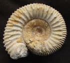 STEPHANOCERAS SHOWING 'LABRUM' - JURASSIC, DORSET.