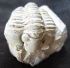 STHENAROCALYMENE CELEBRA - THE 'SUGAR TRILOBITE' - SILURIAN, ILLINOIS, USA.