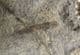 STICK INSECT FOREWING - JURASSIC, LYME REGIS.
