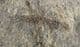 STICK INSECT FOREWING - JURASSIC, LYME REGIS.
