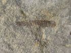 STICK INSECT FOREWING - JURASSIC, LYME REGIS.