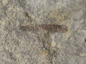 STICK INSECT FOREWING - JURASSIC, LYME REGIS.