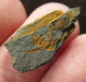 STYLOPHORAN ECHINODERM - CERATOCYSTIS PERNERI - CAMBRIAN, CZECH REPUBLIC.