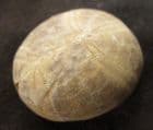 SUPERB COLLYRITES ELLIPTICA - JURASSIC, FRANCE.