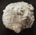 SUPERB CRINOID CALYX - CARBONIFEROUS, LANCASHIRE.