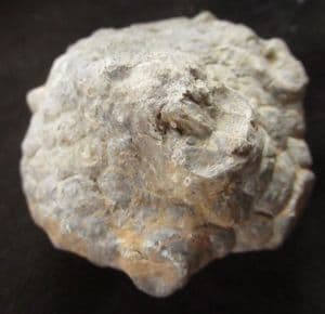 SUPERB CRINOID CALYX - CARBONIFEROUS, LANCASHIRE.