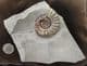 SUPERB DISPLAY ASTEROCERAS - JURASSIC, LYME REGIS.