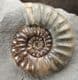 SUPERB DISPLAY ASTEROCERAS - JURASSIC, LYME REGIS.
