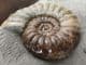 SUPERB DISPLAY ASTEROCERAS - JURASSIC, LYME REGIS.
