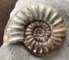 SUPERB DISPLAY ASTEROCERAS - JURASSIC, LYME REGIS.