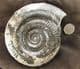SUPERB HILDOCERAS. COMPLETE TO TERMINATION OF MOUTH BORDER - JURASSIC, YORKSHIRE.