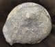 SUPERB HILDOCERAS. COMPLETE TO TERMINATION OF MOUTH BORDER - JURASSIC, YORKSHIRE.