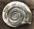 SUPERB HILDOCERAS. COMPLETE TO TERMINATION OF MOUTH BORDER - JURASSIC, YORKSHIRE.