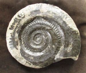 SUPERB HILDOCERAS. COMPLETE TO TERMINATION OF MOUTH BORDER - JURASSIC, YORKSHIRE.