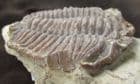 SUPERB HUGE CALYMENE CELEBRA - SILURIAN, OKLAHOMA, USA.