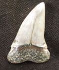 SUPERB MAKO SHARK TOOTH - MIOCENE, FRANCE.