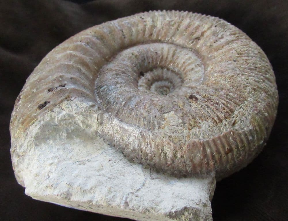 SUPERB MUSEUM QUALITY STEPHANOCERAS FROM DORSET