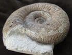 SUPERB MUSEUM QUALITY STEPHANOCERAS FROM DORSET.
