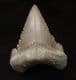 SUPERB PALEOCARCHARODON ORIENTALIS - PALAEOCENE, MOROCCO.