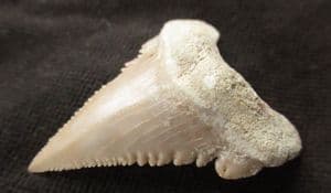 SUPERB PALEOCARCHARODON ORIENTALIS - PALAEOCENE, MOROCCO.