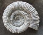 SUPERB PORPOCERAS VORTEX - JURASSIC, YORKSHIRE.