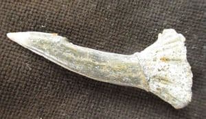 SUPERB SAWFISH ROSTRAL PEG - CRETACEOUS, MOROCCO.