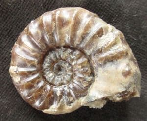 SWEET ASTEROCERAS - JURASSIC, LYME REGIS.